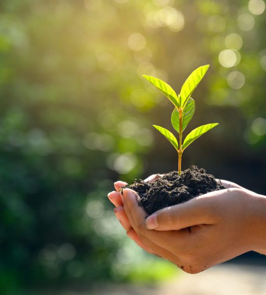 In the hands of trees growing seedlings. Bokeh green Background Female hand holding tree on nature field grass Forest conservation concept